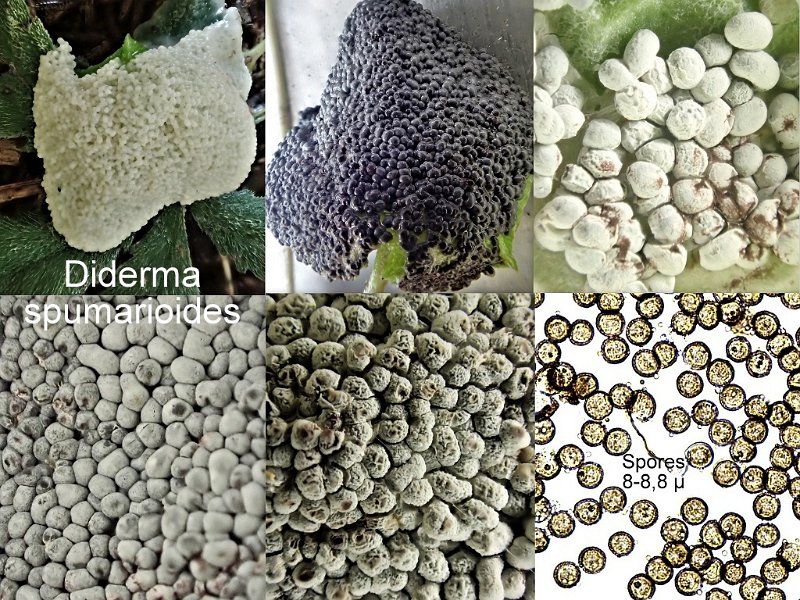 Diderma spumarioides-amf7.jpg - Diderma spumarioides ; Syn: Didymium spumarioides